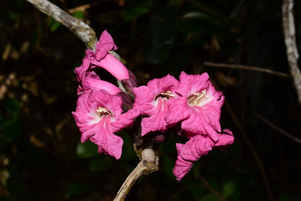 Tabebuia acrophylla