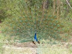 Pavo cristatus