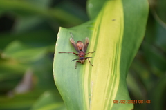 Polistes tenebricosus