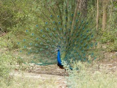 Pavo cristatus