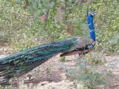Pavo cristatus