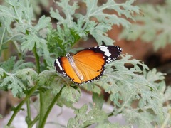 Danaus chrysippus