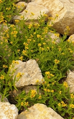 Arnica longifolia