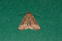 Ichneutica morosa