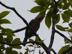 Psilopogon zeylanicus