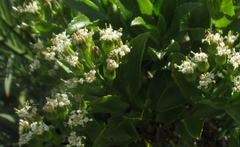 Traversia baccharoides