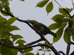 Psilopogon zeylanicus