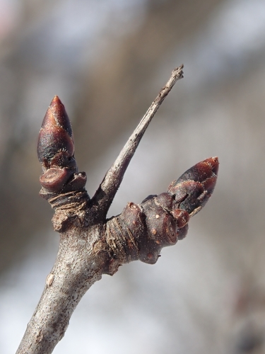 Dygioji šunobelė nuotrauka