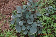 Dalbergia latifolia