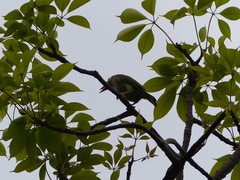 Psilopogon zeylanicus