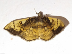 Pantographa acoetesalis