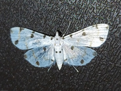 Pycnarmon