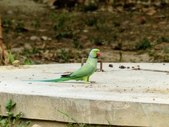 Psittacula krameri