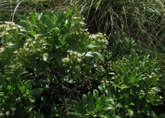 Traversia baccharoides