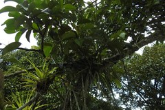 Trichocentrum cebolleta