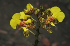 Trichocentrum cebolleta