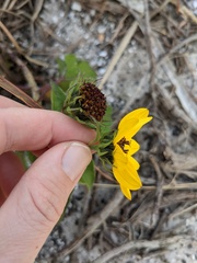 Helianthus debilis image