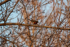 Turdus migratorius