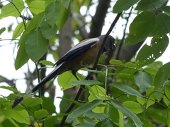 Dendrocitta vagabunda