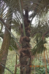 Arenga pinnata