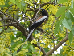 Dendrocitta vagabunda