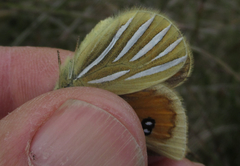 Argyrophenga janitae