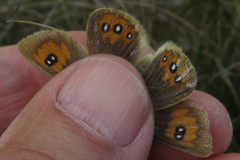 Argyrophenga janitae