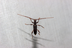 Callidiopis scutellaris