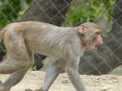 Macaca mulatta