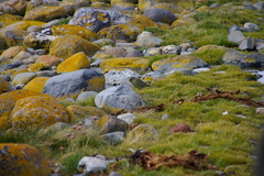 Melanodera xanthogramma