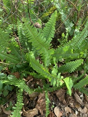 Nephrolepis cordifolia