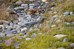 Melanodera xanthogramma