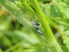 Graphocephala hieroglyphica
