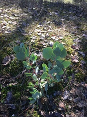 Arctostaphylos viscida viscida