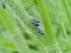 Graphocephala hieroglyphica