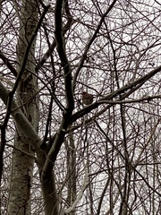 Haemorhous purpureus