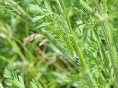 Graphocephala hieroglyphica