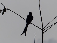 Dicrurus macrocercus