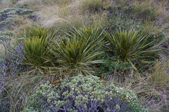 Aciphylla horrida