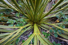 Aciphylla horrida