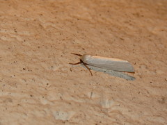 Agylla nivea