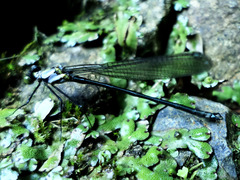 Teinopodagrion