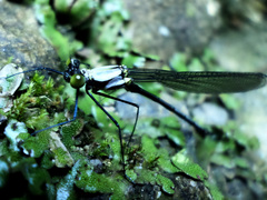 Teinopodagrion