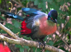 Purple-Crested Turaco photo 5
