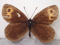 Erebia niphonica