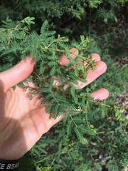 Acacia pubescens