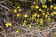 Euphrasia cockayneana
