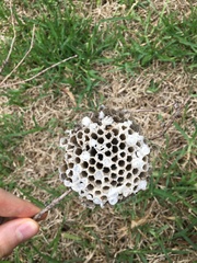 Polistes humilis humilis