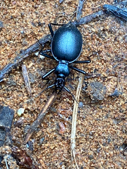 Scaphinotus cristatus