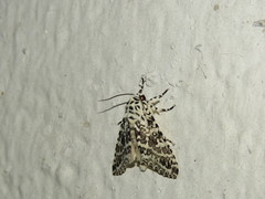Lichnoptera